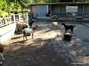 Pd Ostrich Farm 2021 Dive Into Malaysia