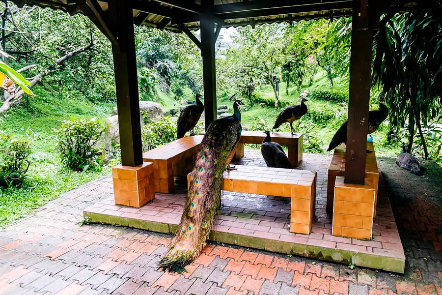 malaysia tourist attractions Kuala Lumpur KL Bird Park