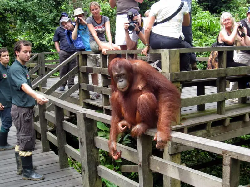 sepilok orangutans, Sepilok Sandakan Orangutan Rehabilitation Centre