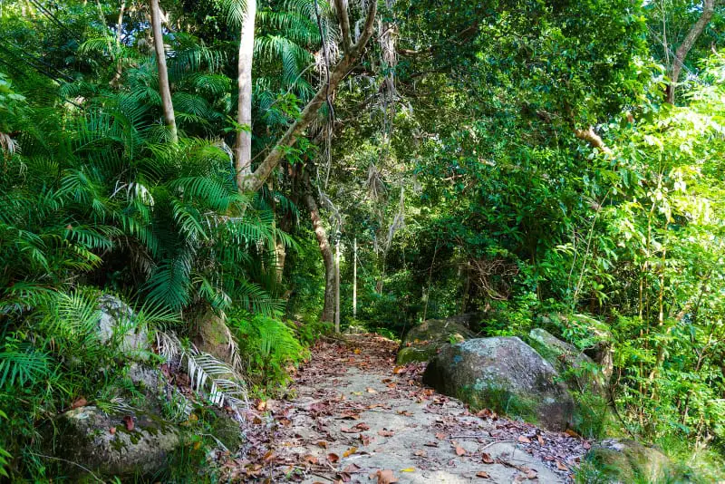 Jungle Trekking On Tioman Island