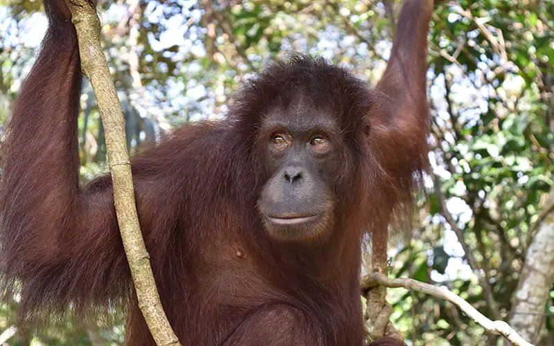 Borneo Orangutan In Sandakan Sepilok. Sabah, Malays