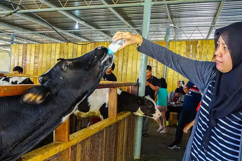 Desa Cattle Dairy Farm, Kundasang, Sabah