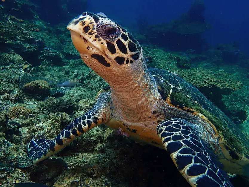 Hawksbill Sea Turtle, Gaya and Sapi Island Dive, Kota Kinabalu