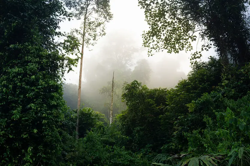 Borneo Jungle