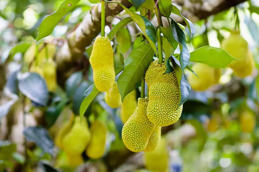 Jackfruit a Tropical Fruit.