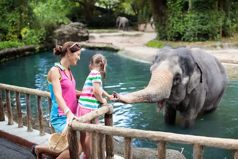Encounter with elephants