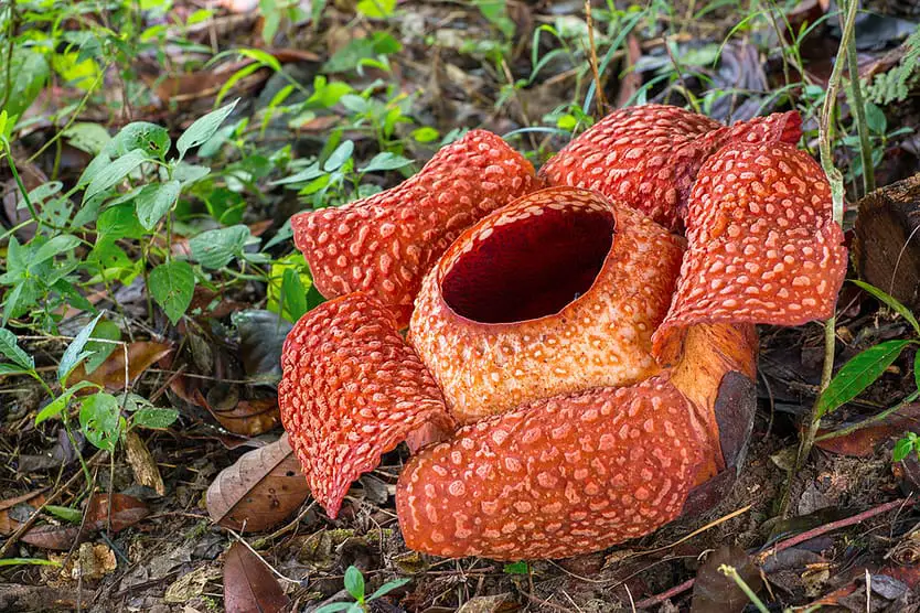 Rafflesia in Sarawak