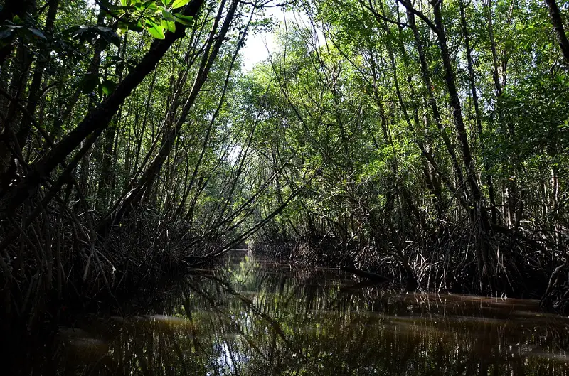 Firefly watching in a mangrove forest in Cherating
