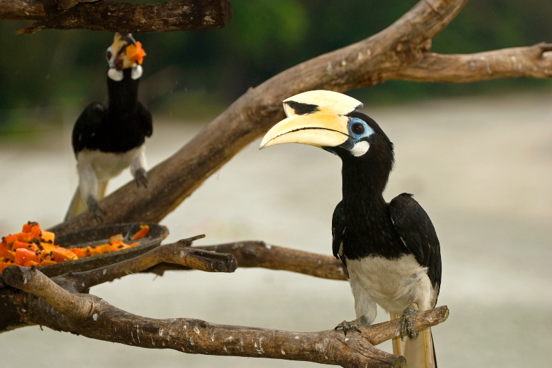 Hornbills Pangkor Island