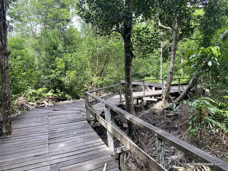 Labuk Bay Proboscis Monkey Sanctuary walk to viewing platform A