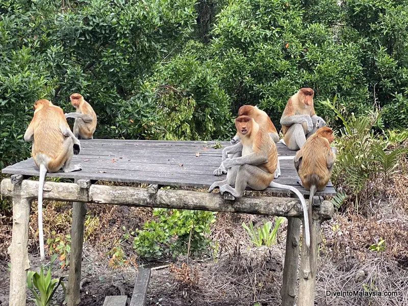 Labuk Bay Proboscis Monkey Sanctuary Watching the monkeys eat and interact