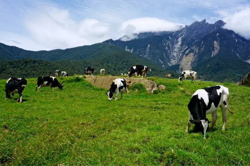 Desa Cattle Dairy Farm and Mount Kinabalu