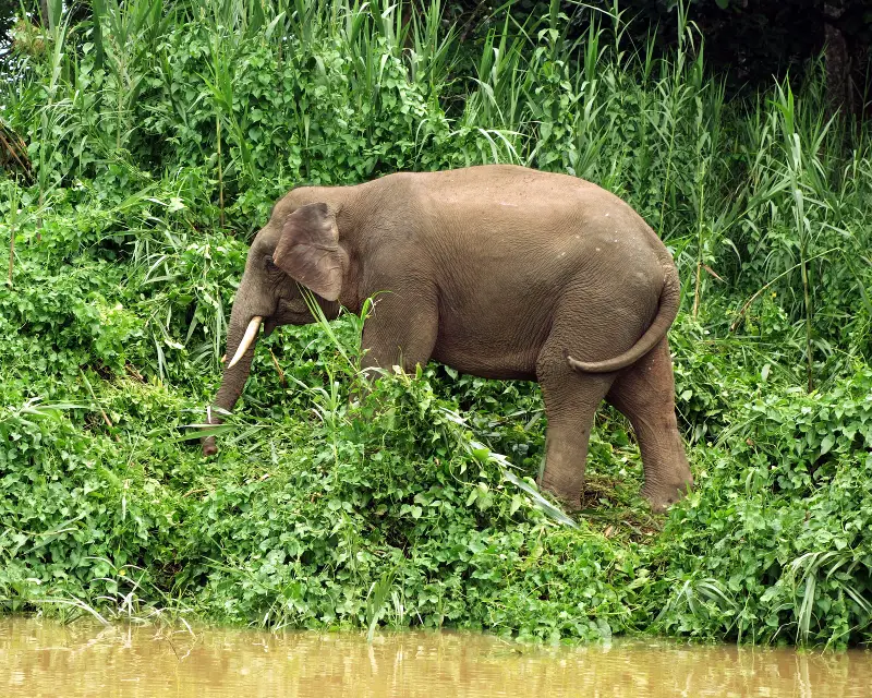 Pygmy elephant spotting on Kinabatangan River Cruise