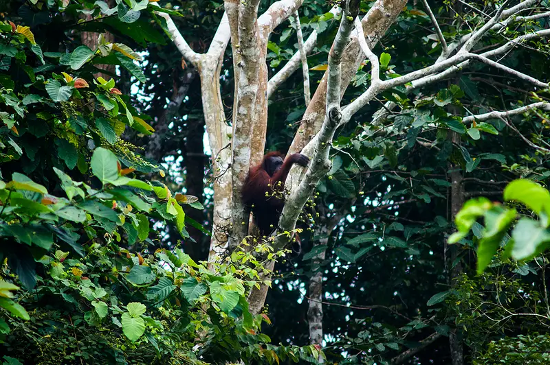 Kinabatangan River Cruise Orangutan spotting