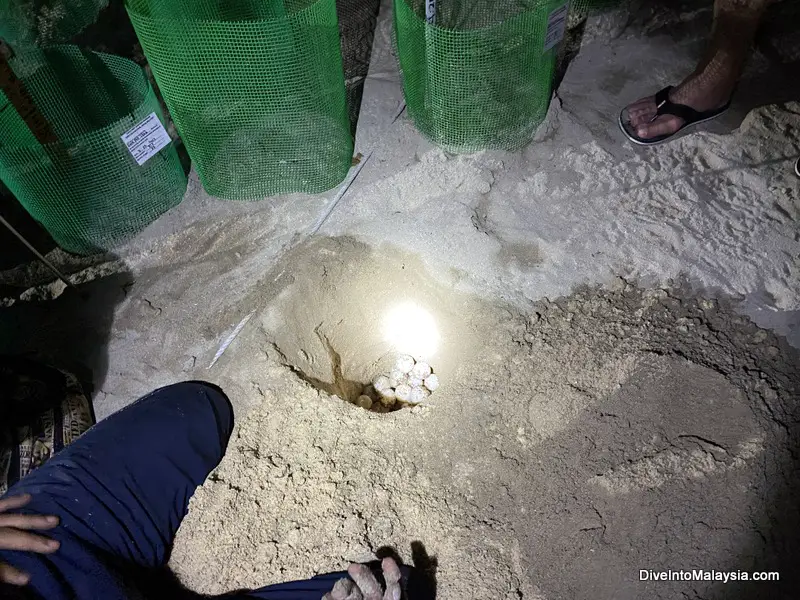 Selingan Turtle Island Burying the eggs in the hatchery