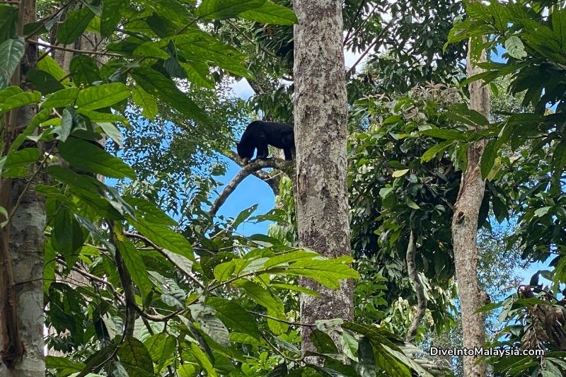 Bornean Sun Bear Conservation Centre sun bear climbing on trees