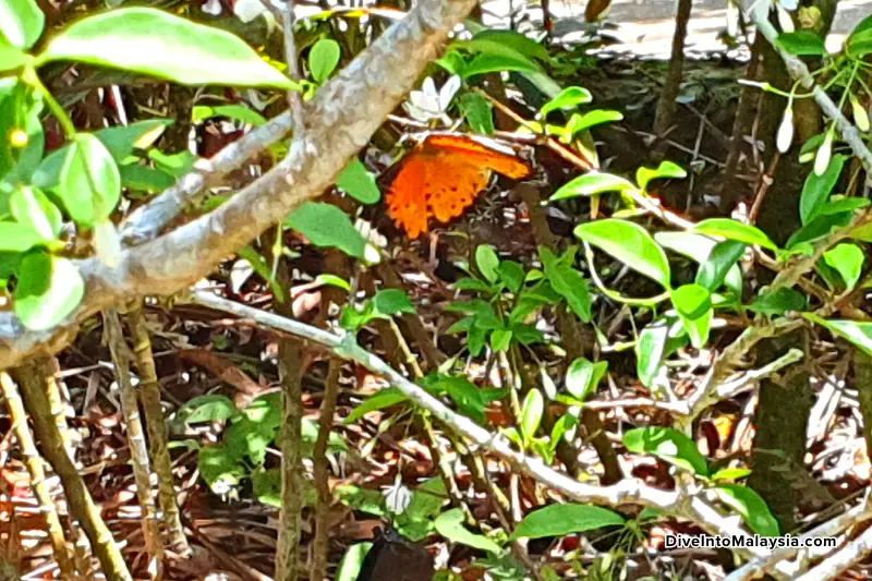 Entopia Penang Butterfly