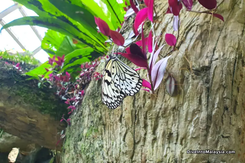 Entopia Penang Butterfly