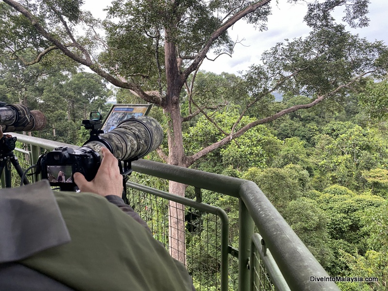Birdwatcher at viewing tower at Sandakan Rainforest Discovery Centre