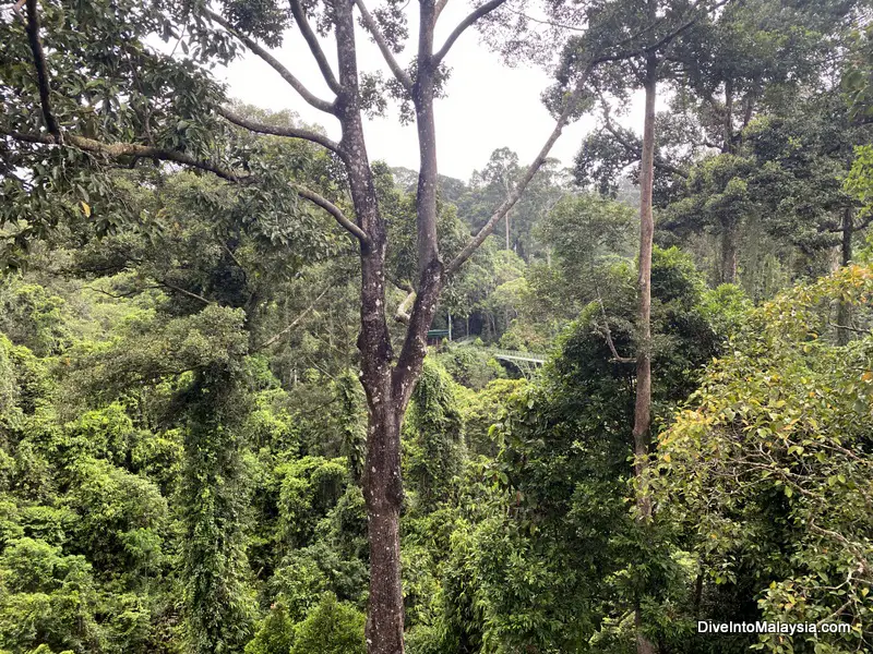 Views from the canopy walkway and towers at Sandakan Rainforest Discovery Centre