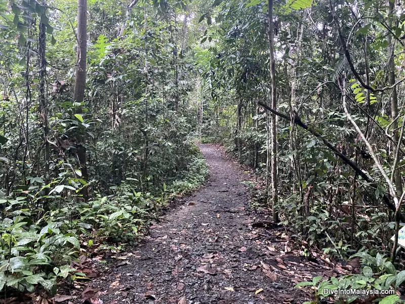 The trails at Sandakan Rainforest Discovery Centre