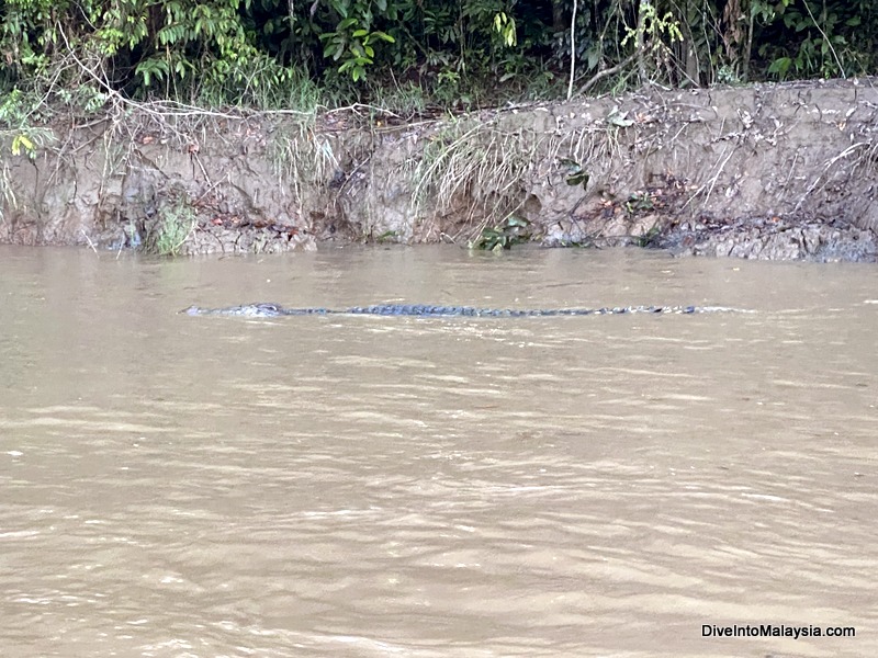 Crocodile at Kinabatangan River