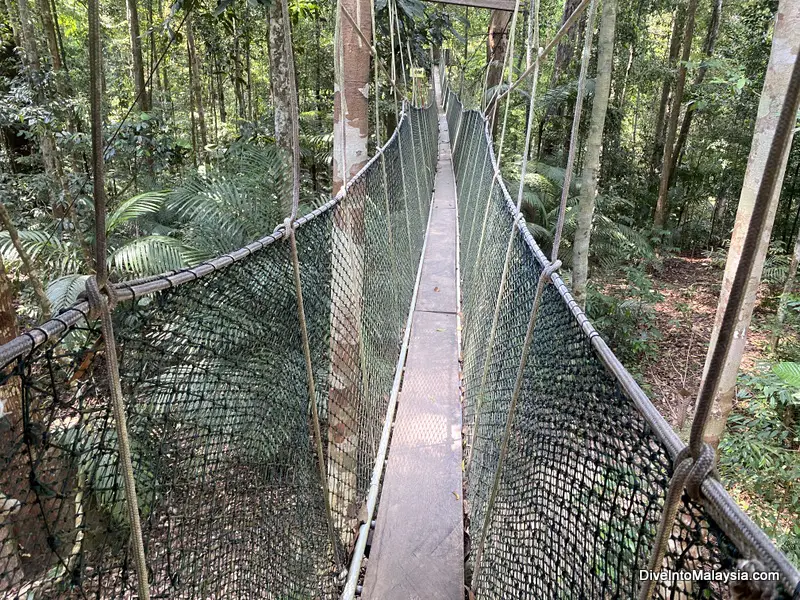 first section of the Taman Negara Canopy Walk