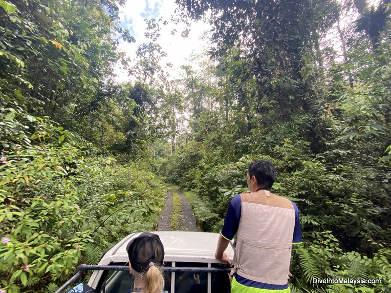 Tabin Wildlife Reserve orangutan drive