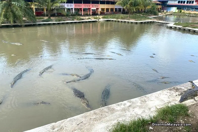 Teluk Sengat Crocodile Farm A pond full of crocodiles