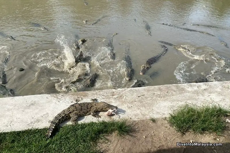 Teluk Sengat Crocodile Farm Feeding whole chicken to the crocodiles