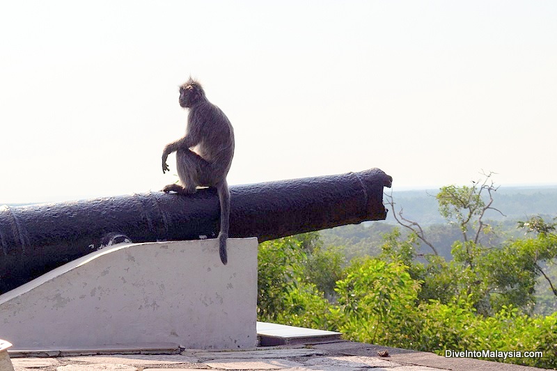 Bukit Melawati monkey and cannon