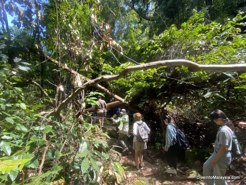 A typical section of Paku Trail with big tour groups at Bako National Park