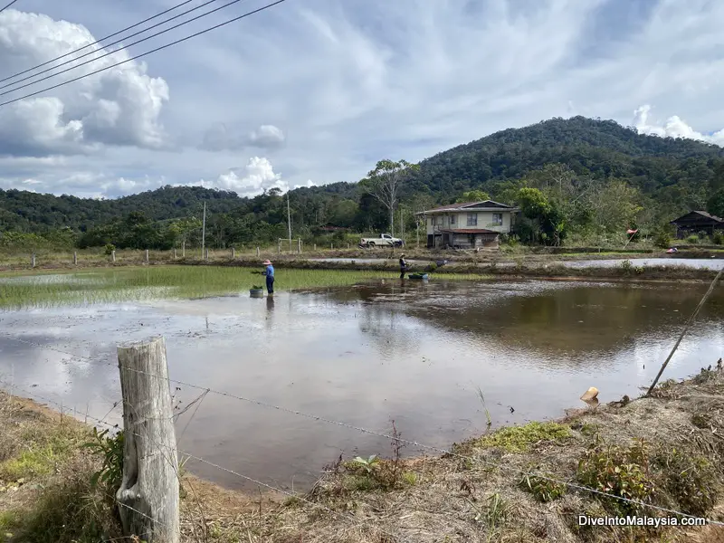 Planting rice in Bario