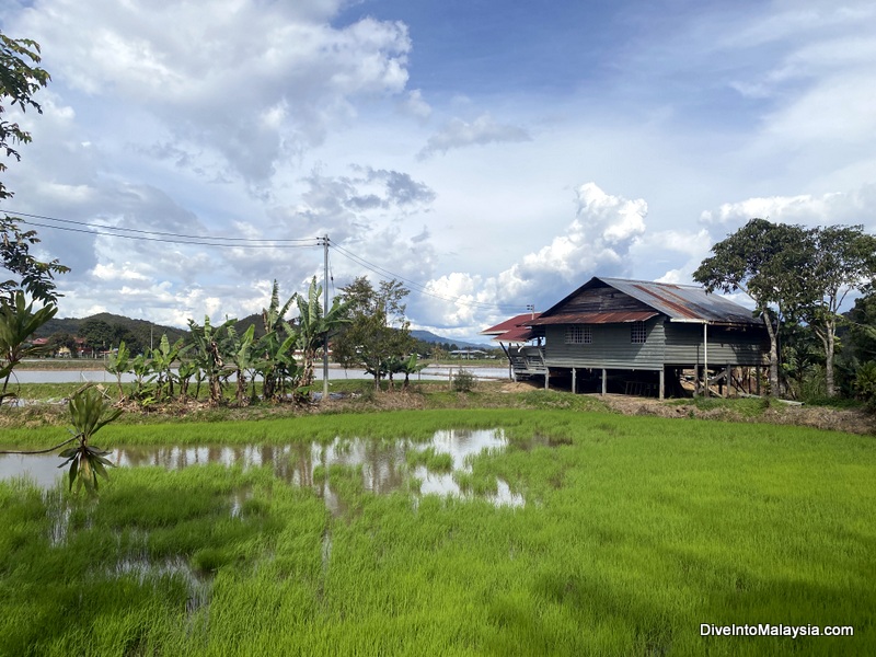 Rice paddies round Bario