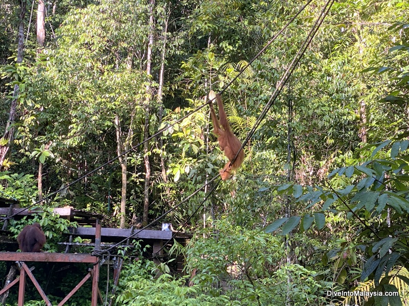 Semenggoh Wildlife Centre ruby and feeding platform