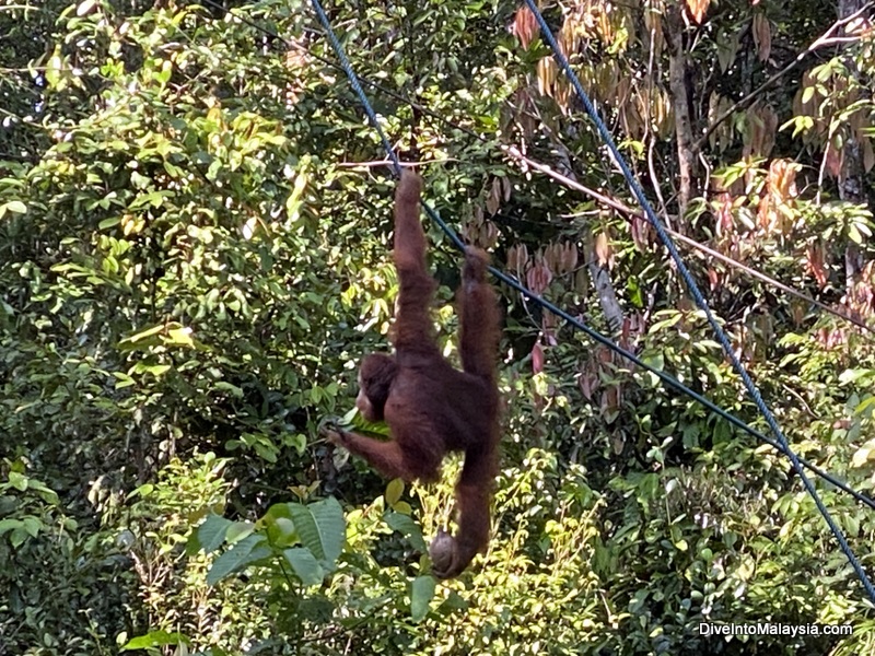 Semenggoh Wildlife Centre orangutans