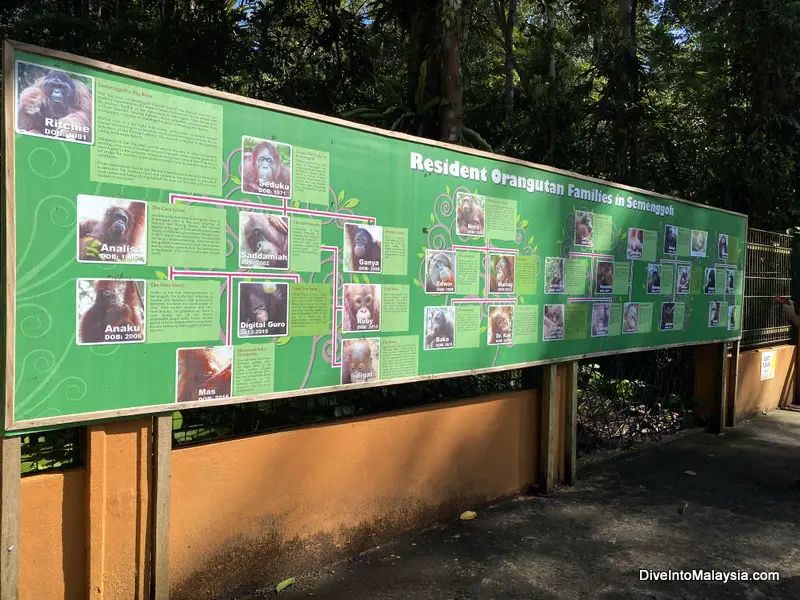 Semenggoh Wildlife Centre Information about the different orangutans that live here