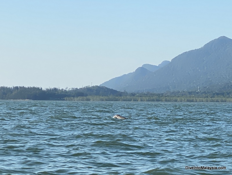 Santubong Wildlife Cruise Irrawaddy dolphin